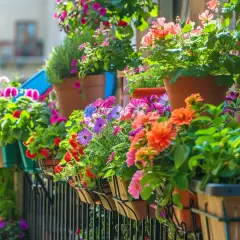 Duże kwiaty na balkon - jak stworzyć ogród na tarasie?
