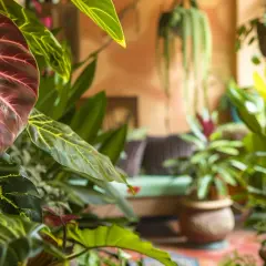 Liście ozdobne na balkon - Najlepsze rośliny na ozdobny balkon